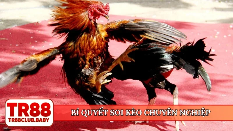 Bí quyết soi kèo chuyên nghiệp