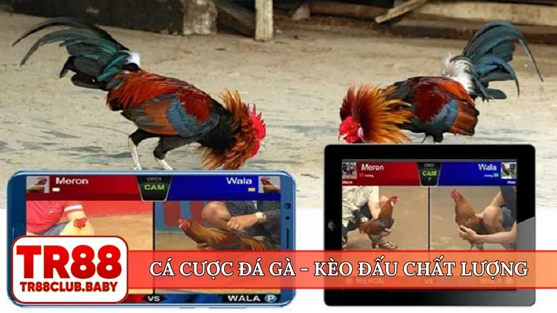 Cá cược đá gà