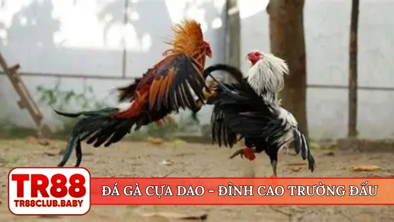 Đá gà cựa dao