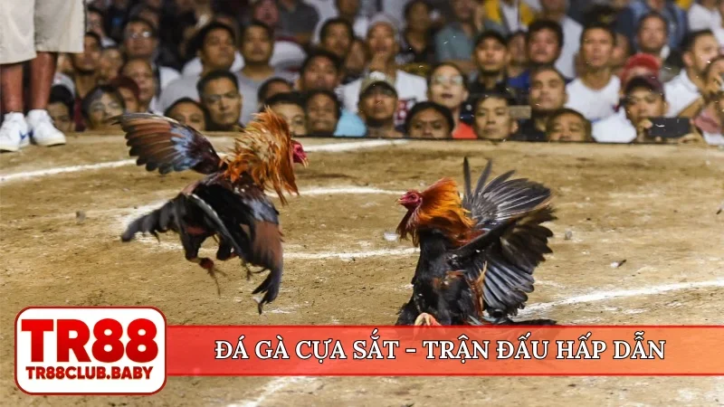 Đá gà cựa sắt