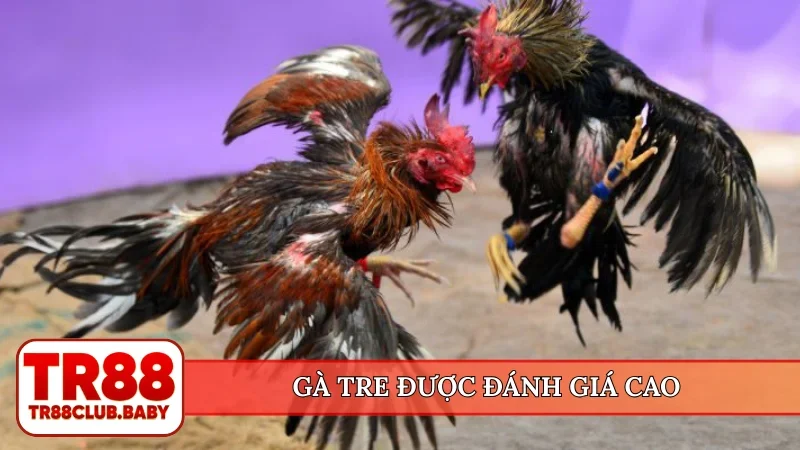 Gà tre được đánh giá cao