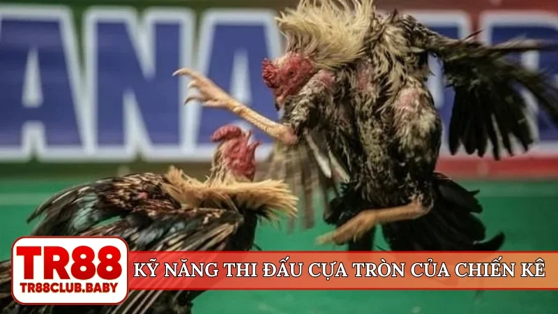 Kỹ năng thi đấu cựa tròn của chiến kê