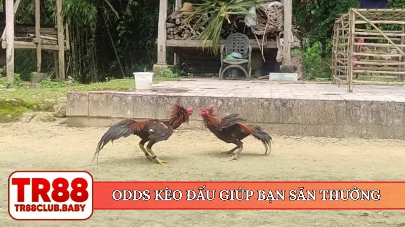 Odds kèo đấu giúp bạn săn thưởng