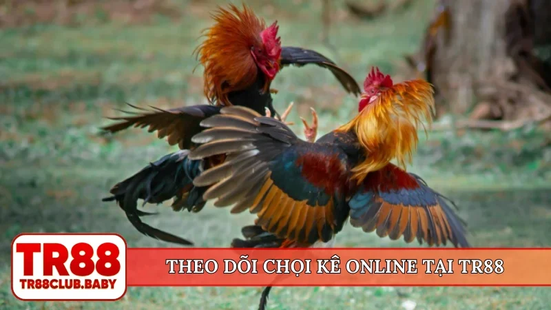 Theo dõi chọi kê online tại TR88