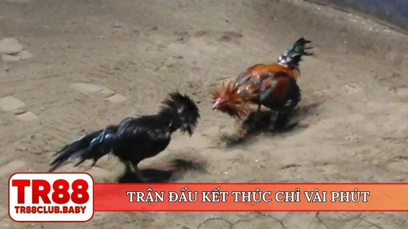 Trận đấu kết thúc chỉ vài phút