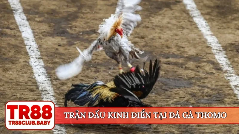 Trận đấu kinh điển tại đá gà Thomo