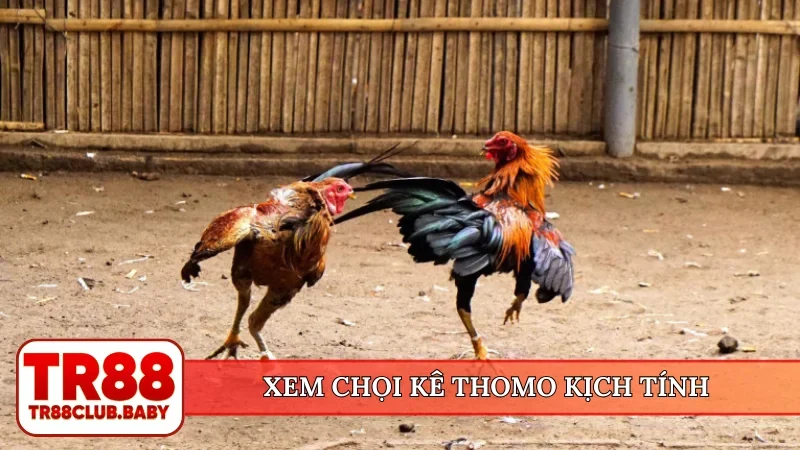 Xem chọi kê Thomo kịch tính